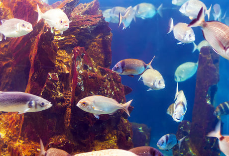 Aquarium Ideas to Transform Your Home Décor