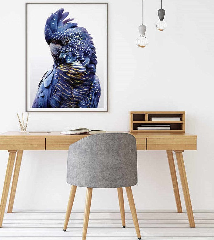 Wall Art 70cmx100cm Black Cockatoo A Black Frame Canvas