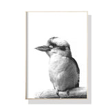 Kookaburra Canvas Art with Black Frame - 90cm x 135cm