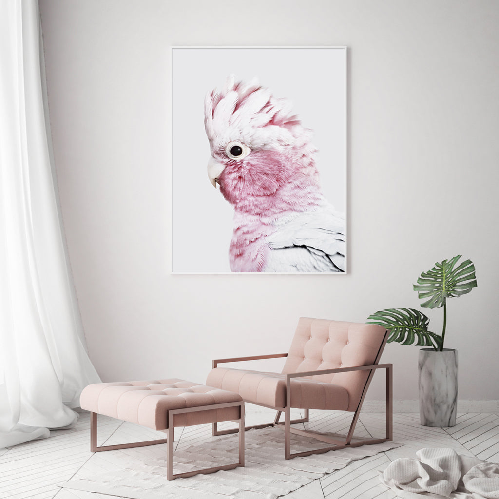 Framed Pink Galah Canvas Art 90x135cm with White Floating Frame