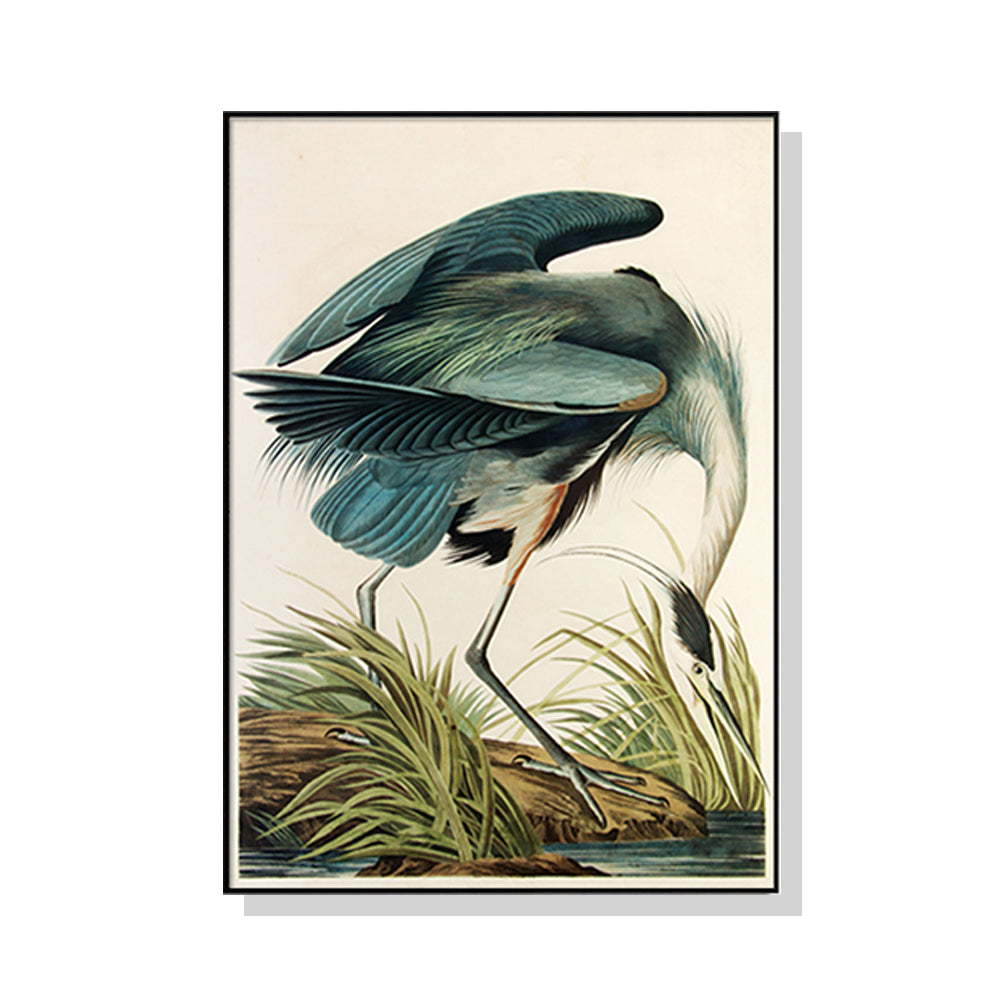 Audubon Great Blue Heron Canvas Print 90cm x 135cm with Black Floating Frame