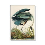 Audubon Great Blue Heron Canvas Print 90cm x 135cm with Black Floating Frame