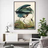 Audubon Great Blue Heron Canvas Print 90cm x 135cm with Black Floating Frame