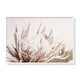 Framed Canvas Art - Pure Protea II - 100cm x 150cm with White Frame