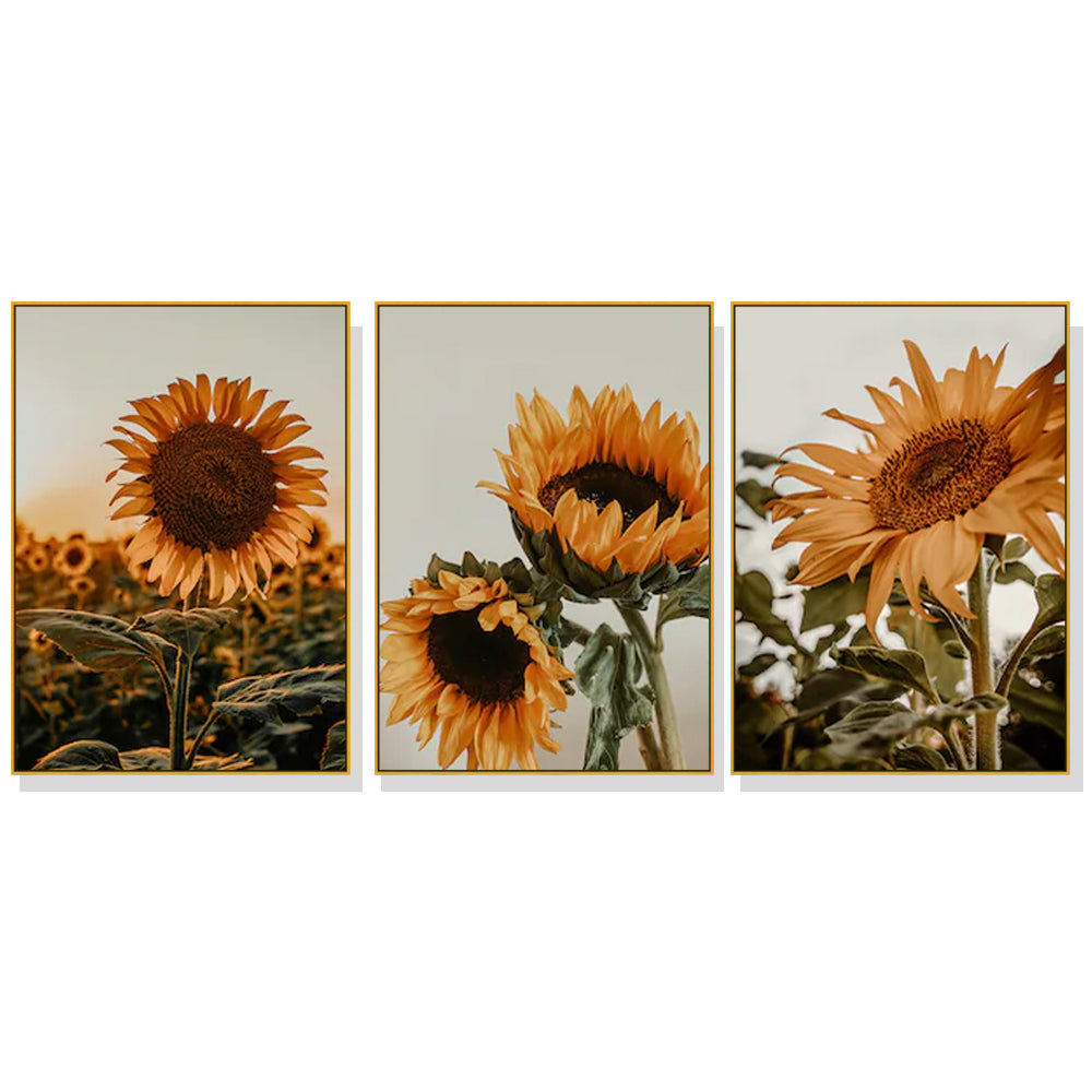 Sunflower Canvas Art Set - 80cm x 120cm Gold Framed Prints (3 Pieces)