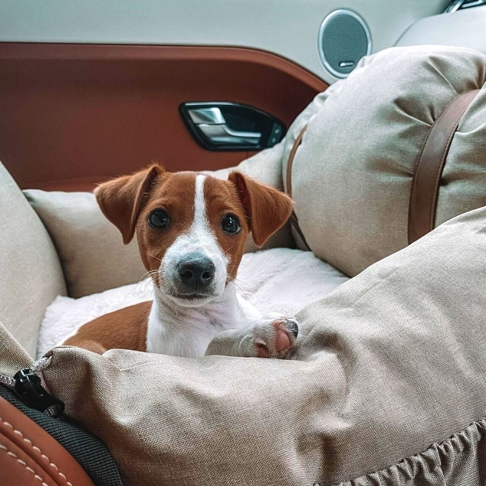 Premium Dog Booster Seat for Small Pets