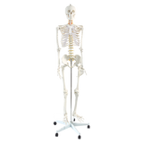 Human Skeleton Anatomical Model 180cm