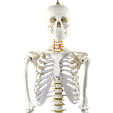 Human Skeleton Anatomical Model 180cm