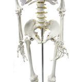 Human Skeleton Anatomical Model 180cm