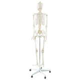 Human Skeleton Anatomical Model 180cm