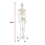 Human Skeleton Anatomical Model 180cm