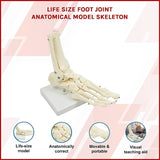 Life Size Foot Joint Anatomical Model Skeleton