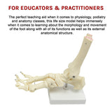 Life Size Foot Joint Anatomical Model Skeleton