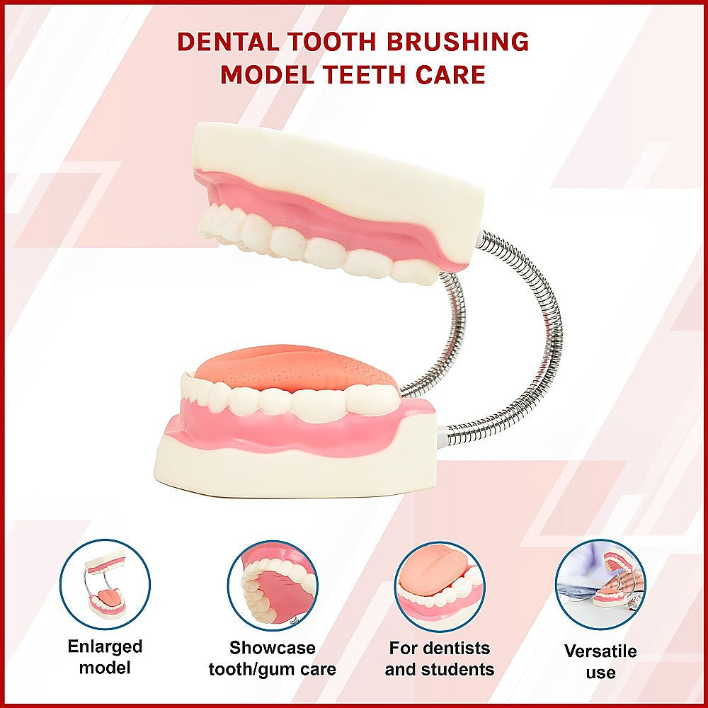 Dental Tooth Brushing Model Teeth Care