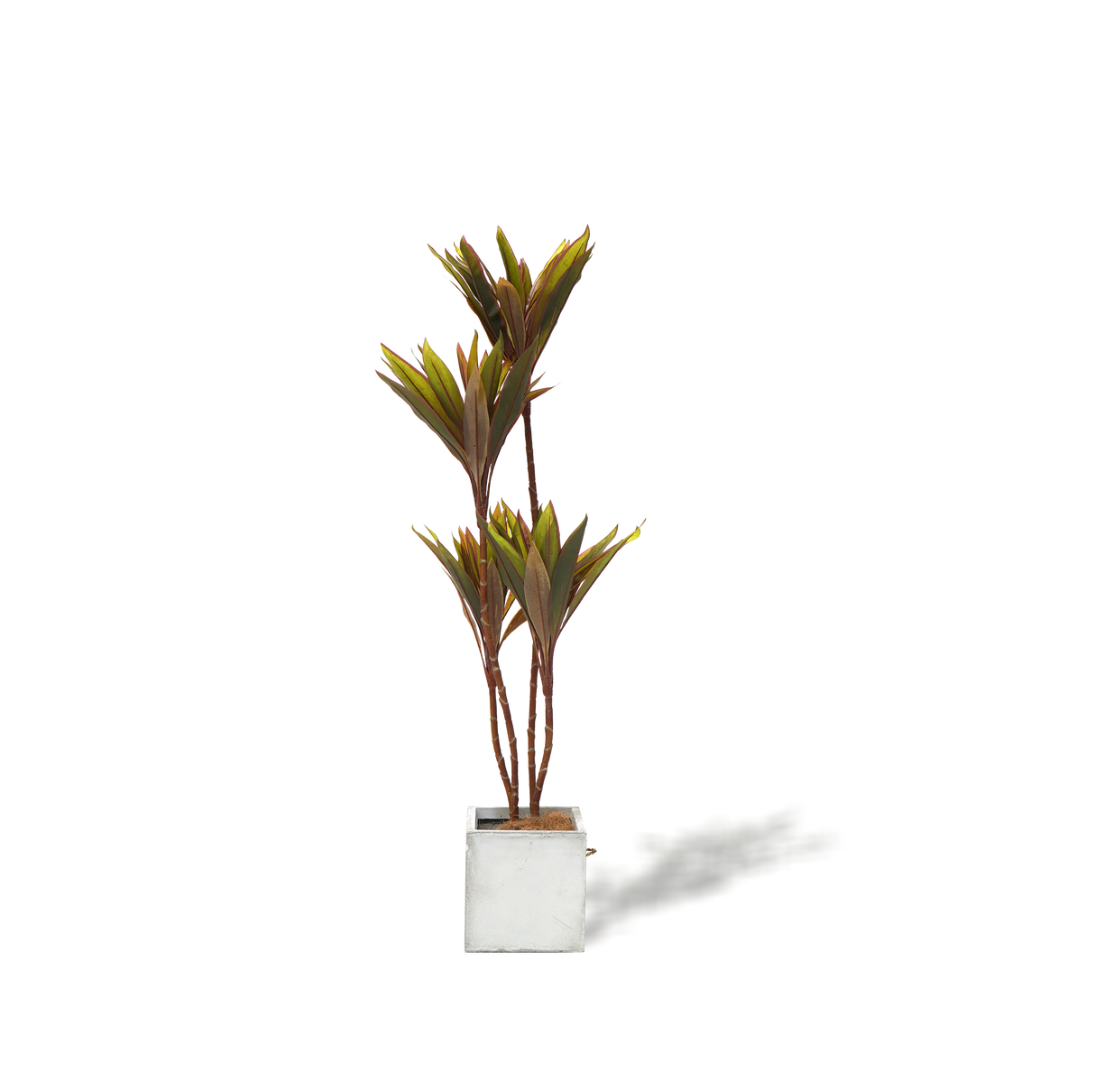 Lifelike Artificial Cordyline Tree